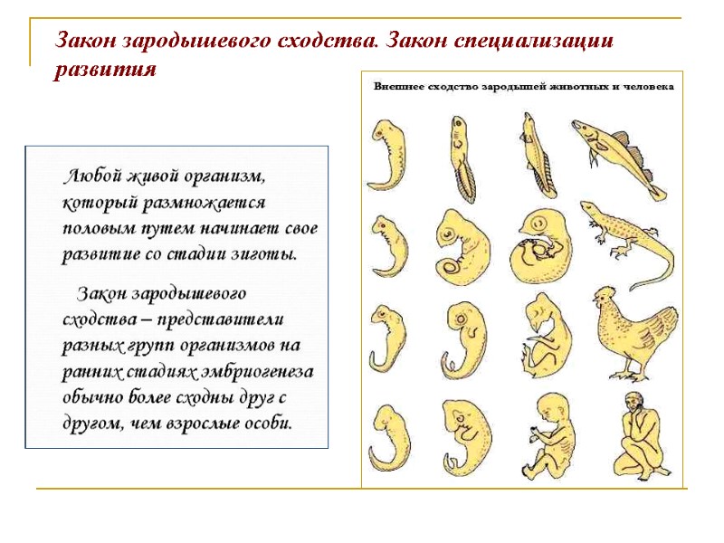 Закон зародышевого сходства. Закон специализации развития Закон зародышевого сходства. Закон специализации развития